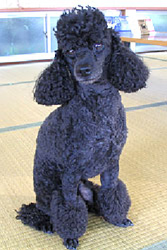 トイプードルのノア